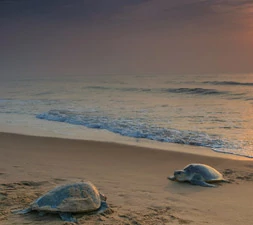 4Night-5Days-Odisha-Tour