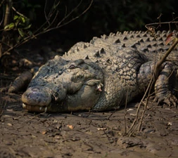 7Night-8Days-Odisha-Tour